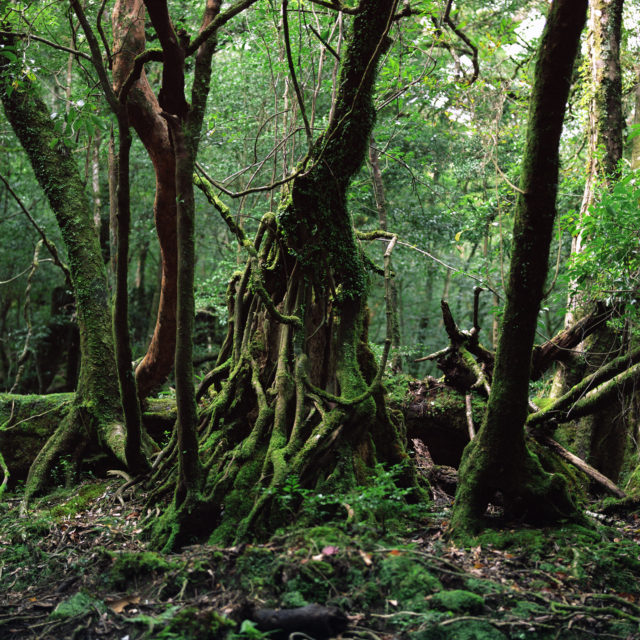Graziella Antonini, photographies, sans titre, de la série ALCINA - les curiosités, travail en cours, dates diverses