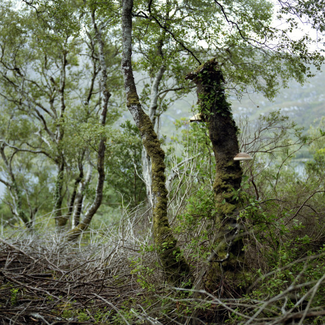 Graziella Antonini, photographies, sans titre, de la série ALCINA - les curiosités, travail en cours, dates diverses