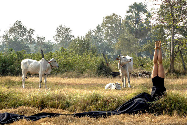 Anne Rochat, Bestiaire Dominus, asini et alii