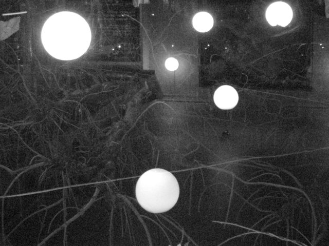 Graziella Antonini, photographies