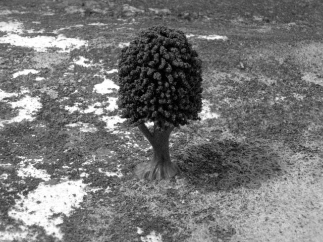 Graziella Antonini, photographies