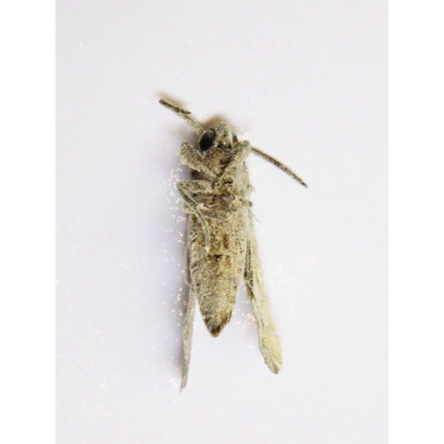 COVID 19 – Valentin 61 soutient les artistes indépendants